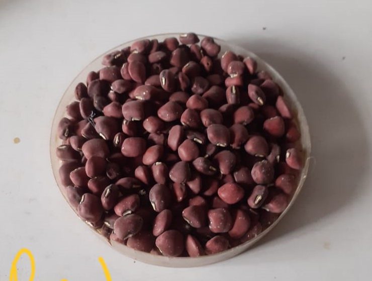Red Cowpeas