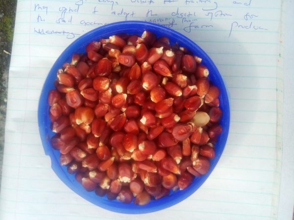 Red maize