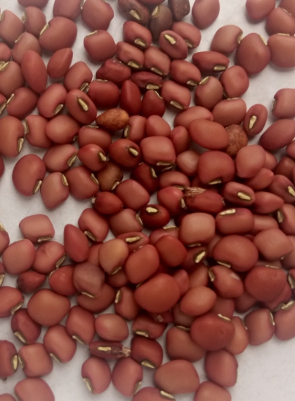 Red cow peas