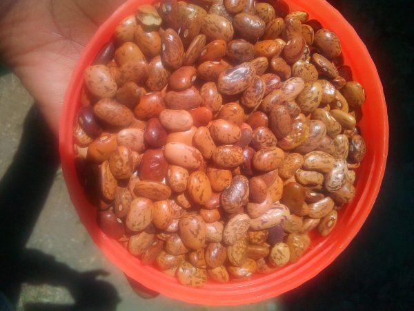 Mwitemania beans