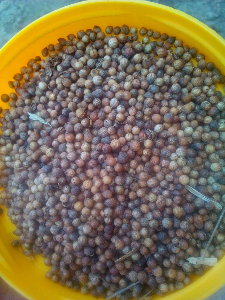 Dhania
