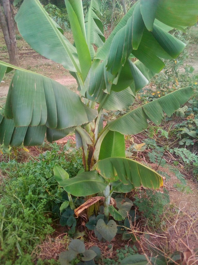Banana
