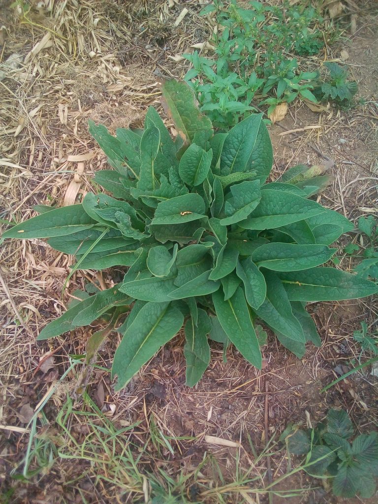 Comfrey