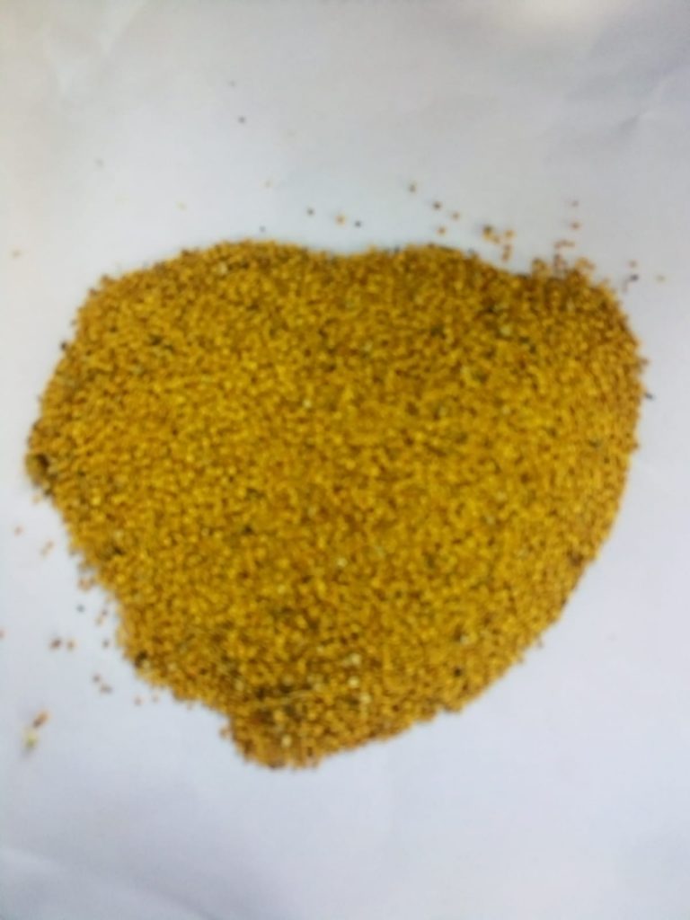 Amaranth (cream yellow seeds)