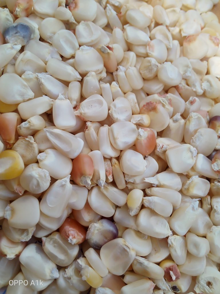 Namba nane maize