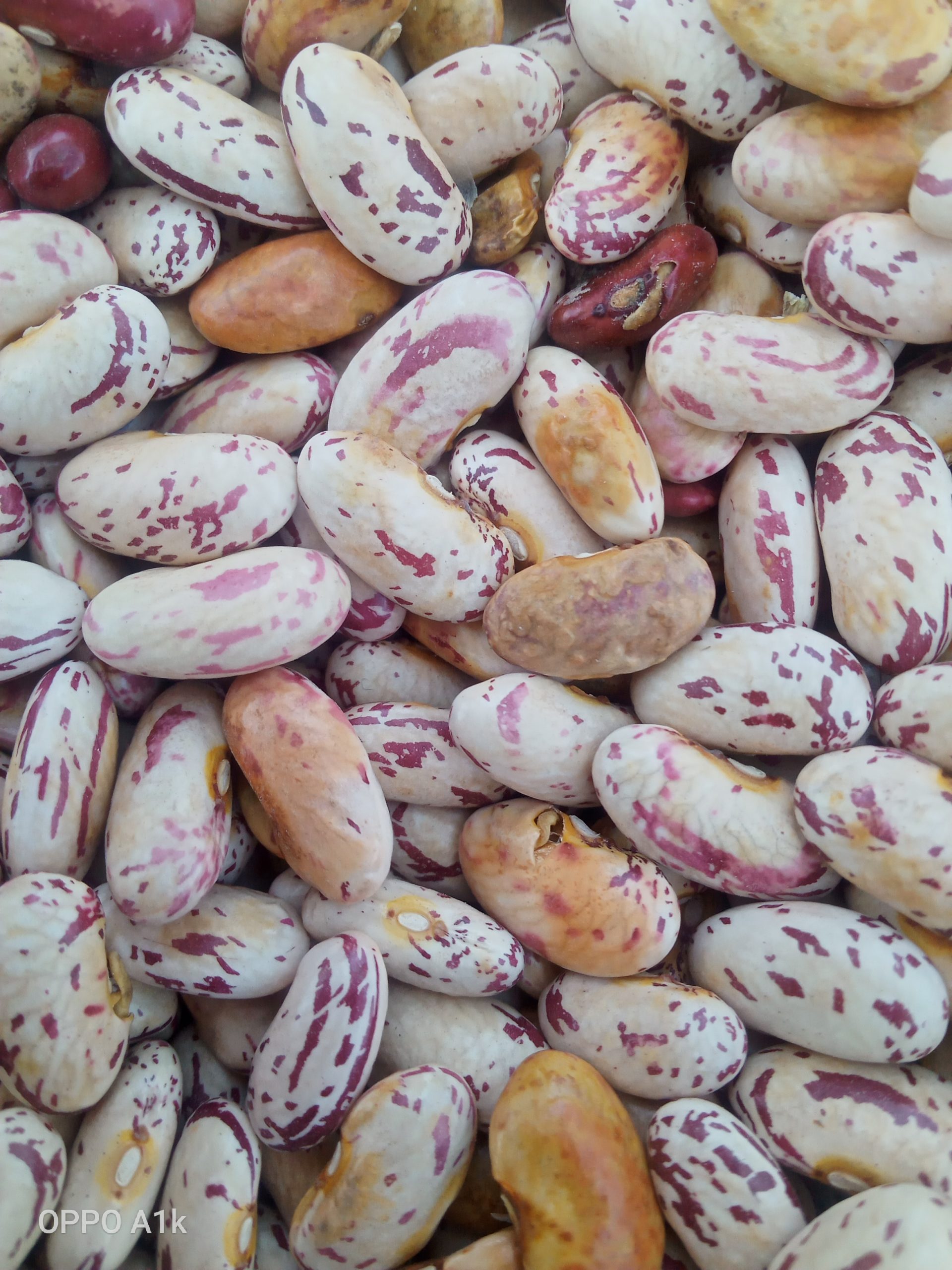 Alulu beans